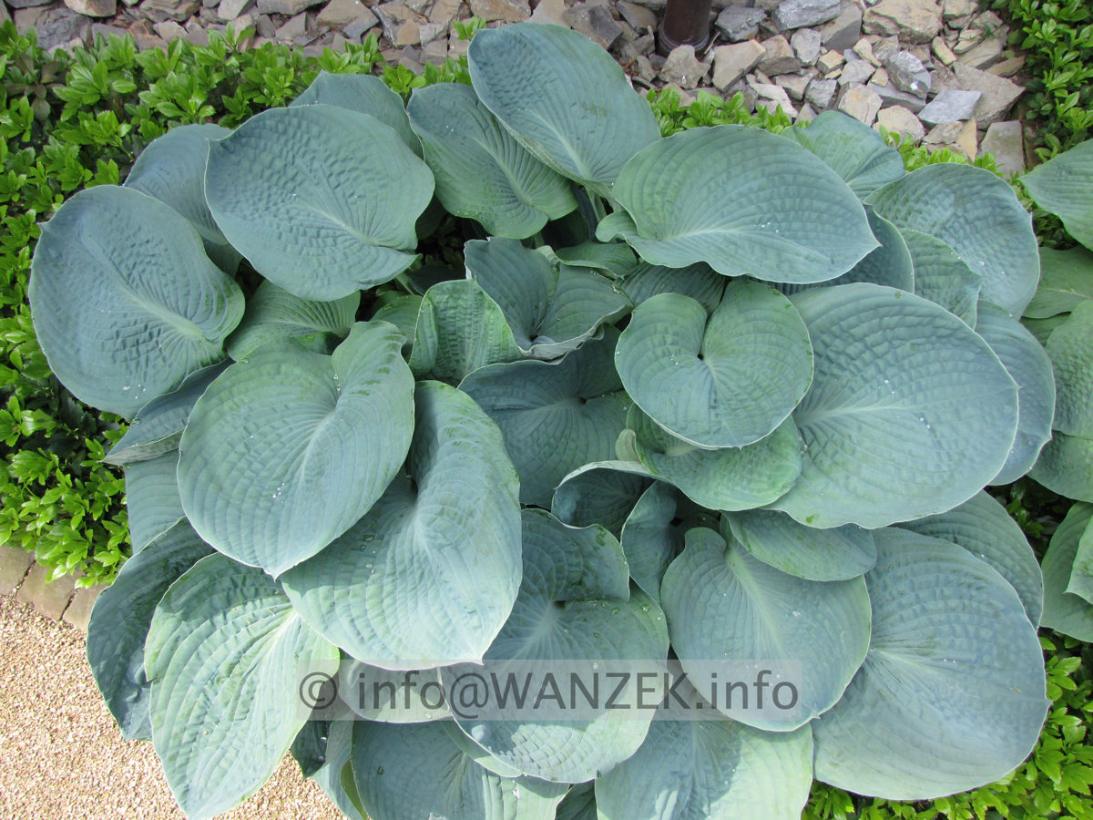 Hosta Hybride Perry's True Blue 00a.JPG